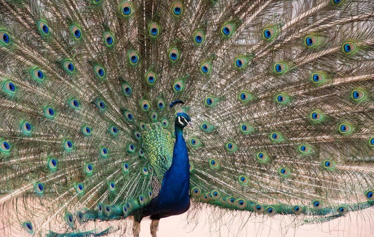 Peacock at Maru Koala and Animal Park, Grantville VIC