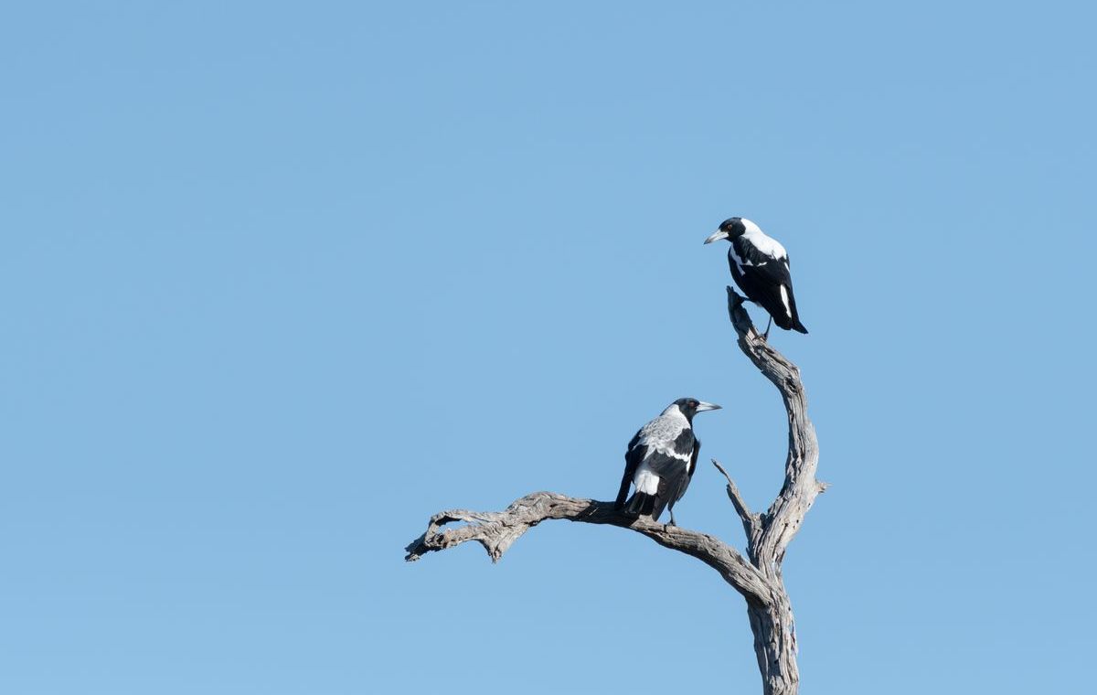 Magpies perched on an old dead tree